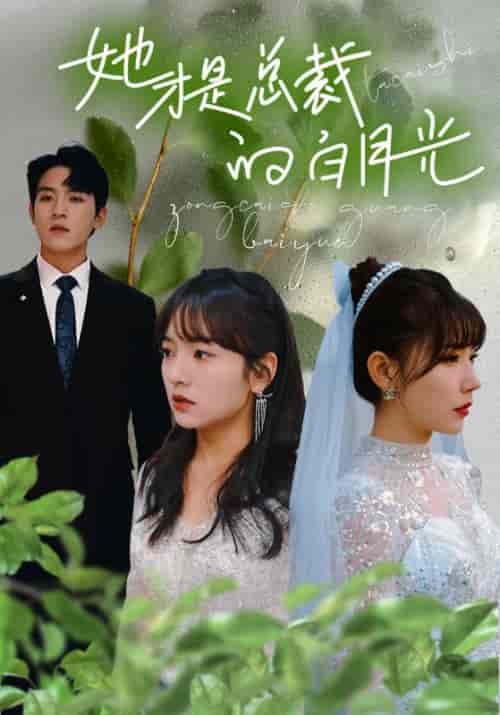 她才是总裁的白月光（90集）王子怡-搜外项目网