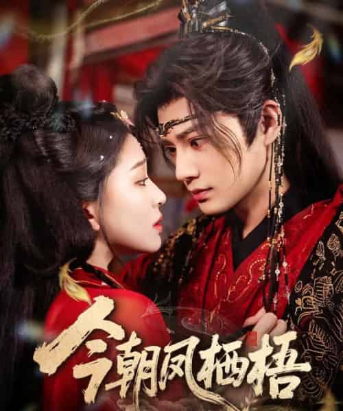 今朝凤栖梧（68集全）柳甯＆韩录锦-搜外项目网