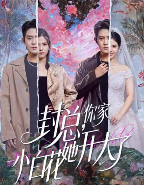 封总,你家小白花她开大了&大佬你的牙粘口红了(60集全)王朝阳&邓燕妮-搜外项目网