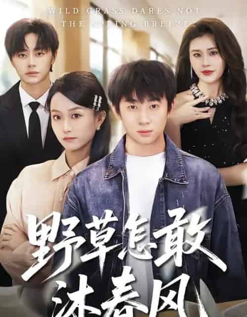 野草怎敢沐春风（61集全）王楚＆周瑾阳-搜外项目网