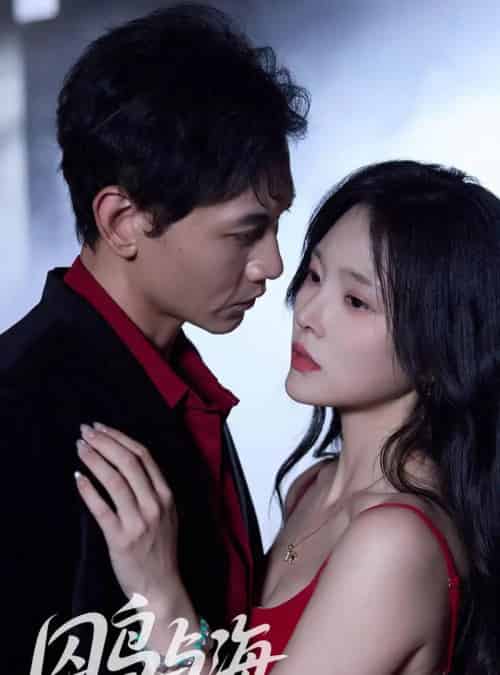 囚鸟与海（51集全）苗雨峤＆徐菡琳-搜外项目网