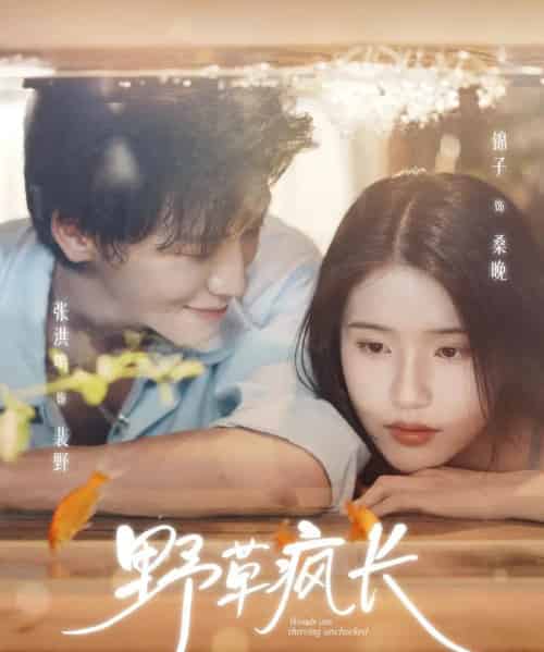 野草疯长(71集全)张洪鸣&锦子-搜外项目网