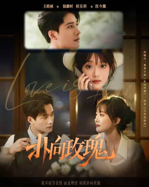 扑向玫瑰（77集全）王皓祯＆侯呈玥-搜外项目网