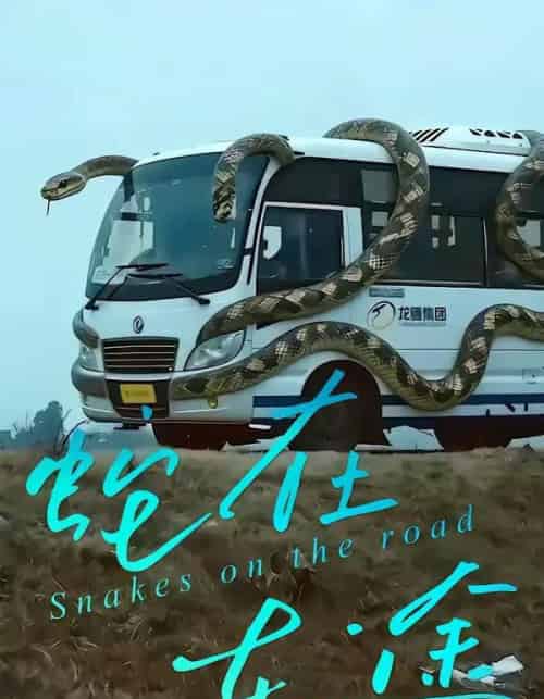 蛇在车途（34集全）何子茜＆熊月良-搜外项目网