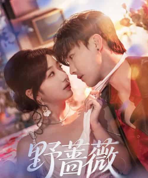 野蔷薇(60集)杜亚飞&杨殊予-搜外项目网