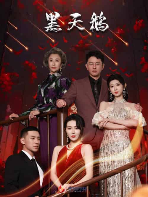 黑天鹅(51集全)孔莹莹-搜外项目网