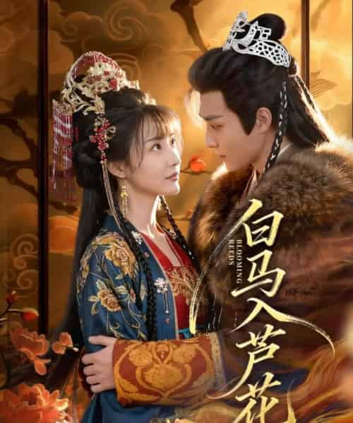 白马入芦花（59集全）纪忠庆＆杨舒亦-搜外项目网