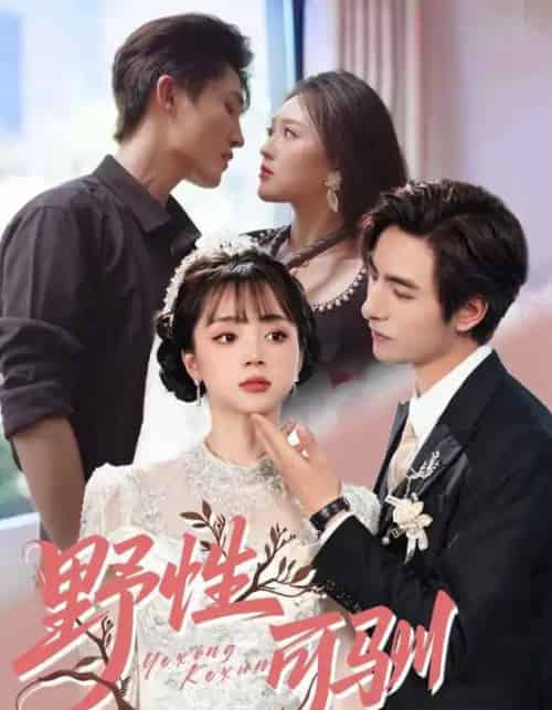 野性可驯（63集）李豪＆蔡淼燕-搜外项目网