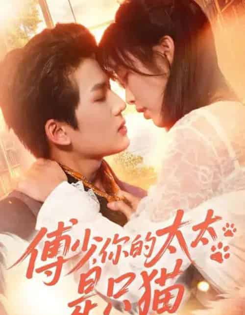 傅少，你的太太是只猫（64集全）赵偲佟＆向明-搜外项目网
