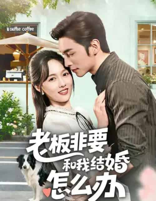 老板非要和我结婚怎么办(50集全)王博&李媛菁-搜外项目网