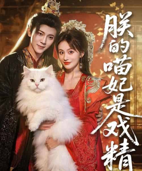 朕的喵妃是戏精（72集）范呈麒＆娄宇瑶-搜外项目网
