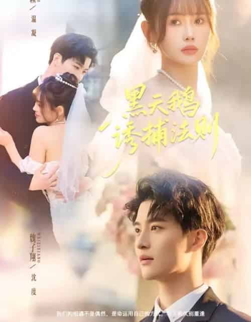 黑天鹅诱捕法则（80集全）魏子翔＆王新颖-搜外项目网