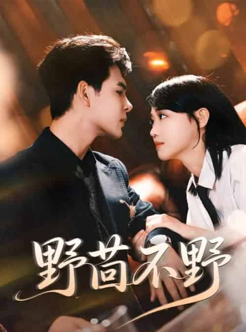 野茴不野（67集）靳旺＆龚芳妮-搜外项目网