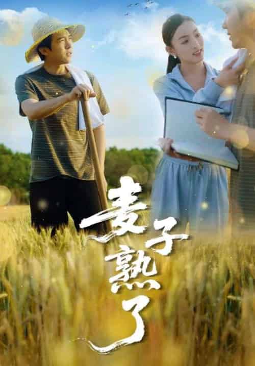 麦子熟了（52集）冯思源＆宋雯娟-搜外项目网