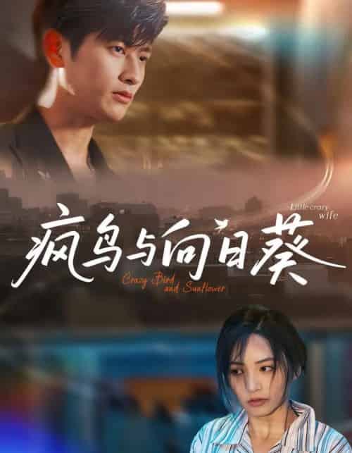 疯鸟与向日葵（40集）韩叙＆李虹艺-搜外项目网